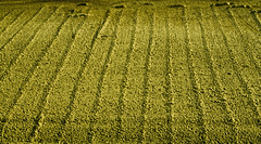 Lines In The Sand by farmerytwang
