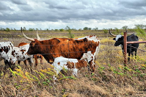 texas longhorns cattle. DSC_8407 Longhorn Cattle Herd