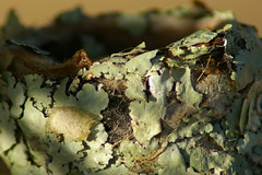 details of humminbird's nest