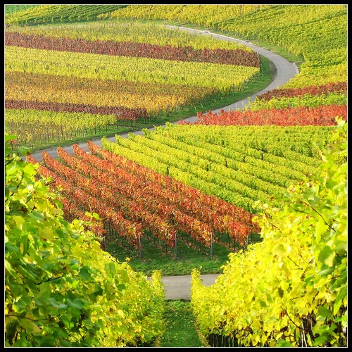  Take a Break from everyday Life in Nature  Vineyard Fall Colors - 