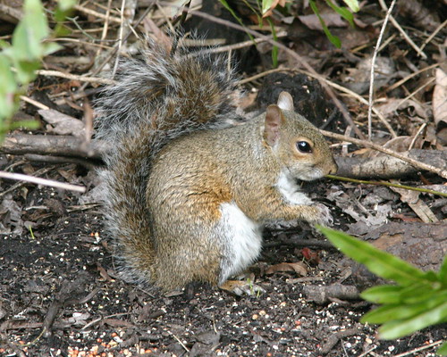 Squirrel 20081204