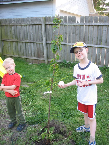 bing cherry tree pictures. Planted: one Bing Cherry tree,