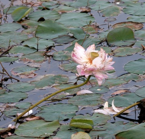 fading lotus lalbagh lake