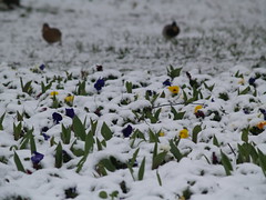 flowers fooled by winter