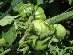 green heirloom tomatoes ripening