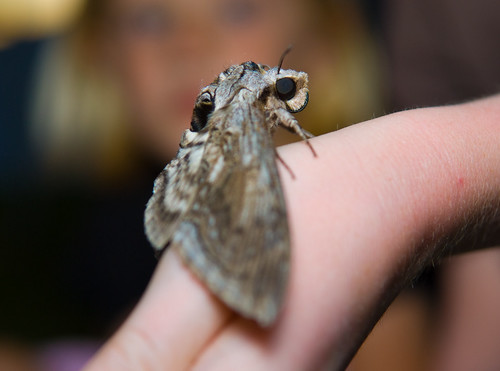 big moth 4