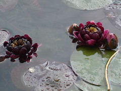 lillies 1