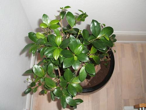 New growth on my Ficus Microcarpa Ginseng Bonsai