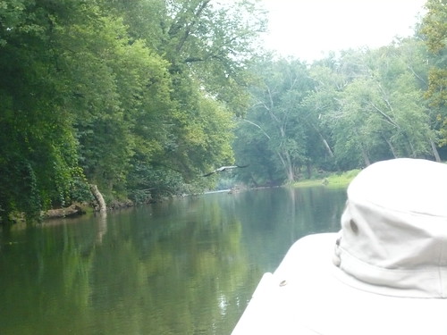A heron on the Potomac