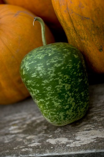 Pumpker-Melon