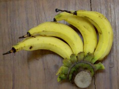 Lady finger bananas