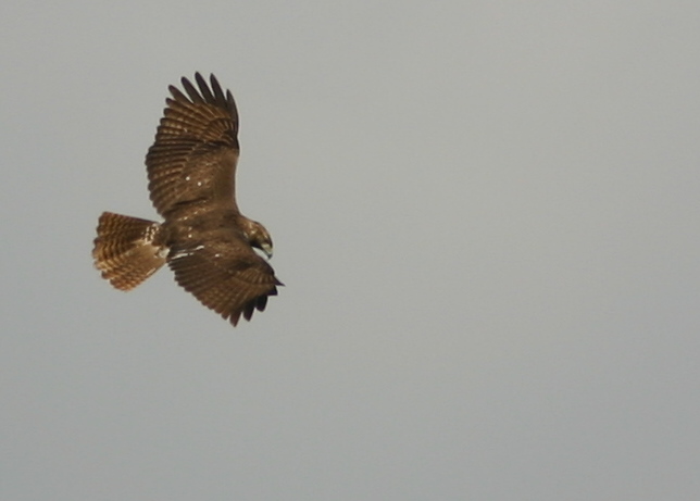 Red-tailed Hawk 20081105