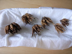Bulbs of Ranunculus