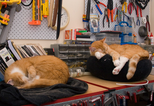 Workbench cats