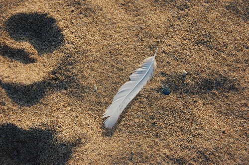 Seagull feather, Larry 1