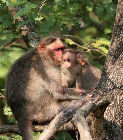 macaque mother and child d durga 050408