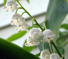 Lily of the valley and visitor