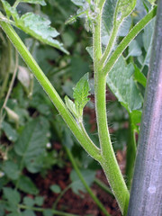 tomato plant side arms
