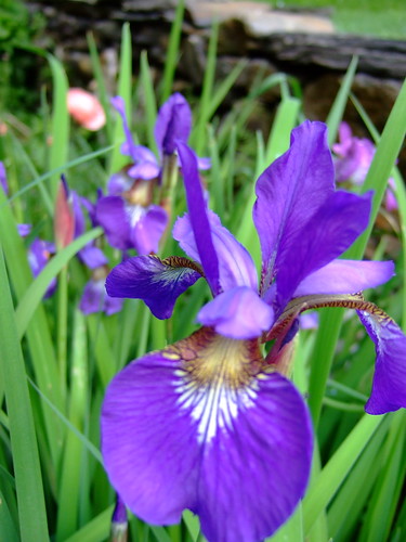 Backyard Iris