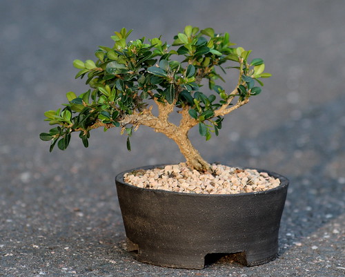 Boxwood by ragesoss, on Flickr
