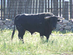 Diumenge 24, Dia de la Penya Taurina. Nº103, guarisme 4, color negre bragat, de nom Pajarito, de la ramaderia de Hato Blanco, adquirit a la finca Sanchis-Piquer de la Vall d'Uixó.