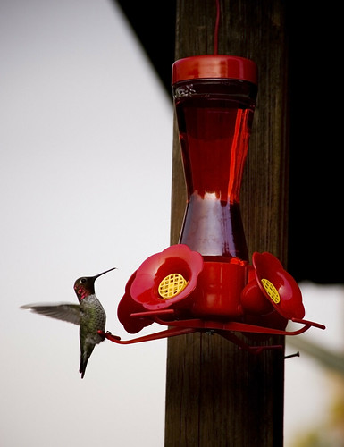 Hummingbird has breakfast
