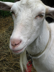 Sannen dairy goat