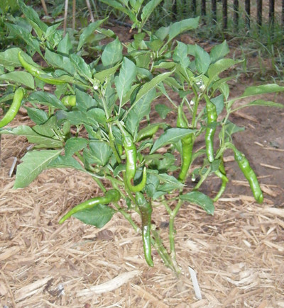 Hot Portugal Pepper Plant