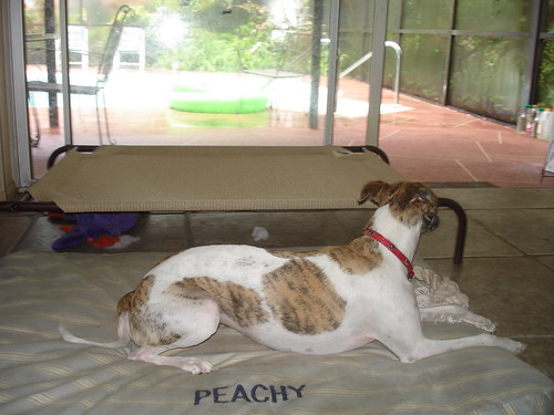 Dog Sitting, Greyhound Resort Dunedin FL
