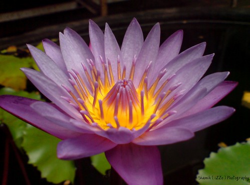 Lotus - Beautiful Flower