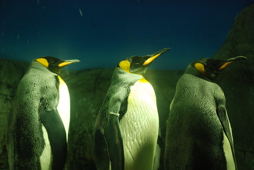 the Tree of Penguins