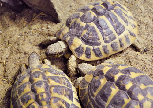 Saint Louis Zoological Garden, in Saint Louis, Missouri, USA - turtles