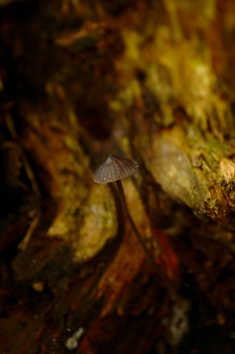 Mycena galopus var. nigra - Zwarte melksteelmycena, Black milking Bonnet