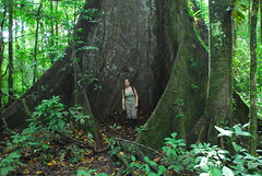 Huge Tree, Cuyabena