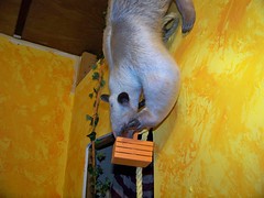Pua's rope trick with basket