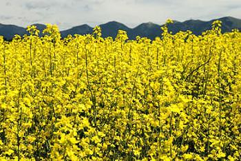 Where your Canola oil comes from