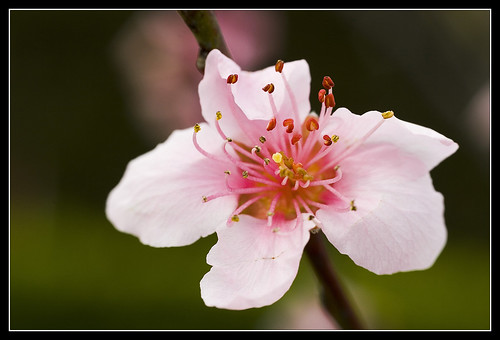 Peach Flower (by dottor.ponzio)