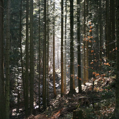 Forest in Korbielów