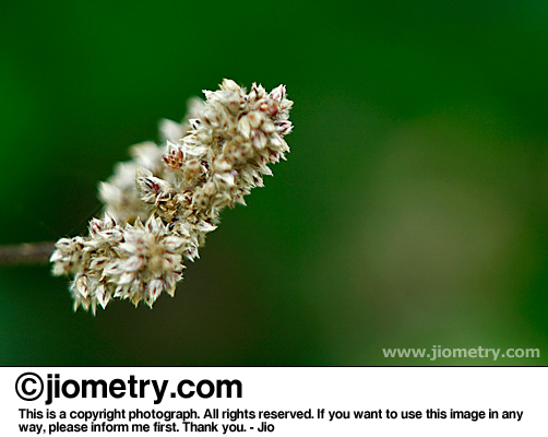 Flowery white stem