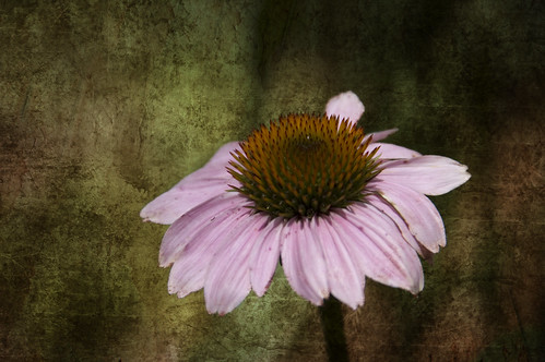 Cone Flower with Texture