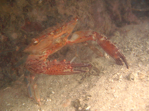 Red swimmer crab