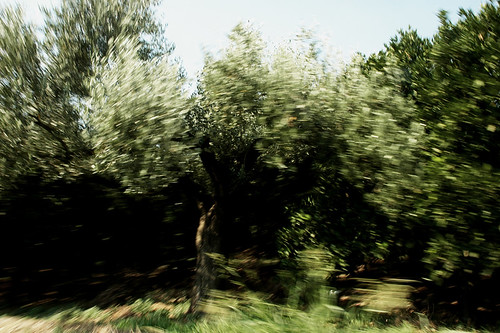 Dancing Olive Tree