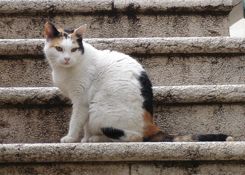 Calico sits on stairs