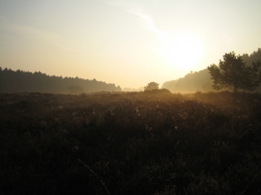 Zondag.  Er hing nog nevel boven de velden, maar op de hei scheen de zon.  De roodborsttapuiten staken hun borst omhoog naar het licht.