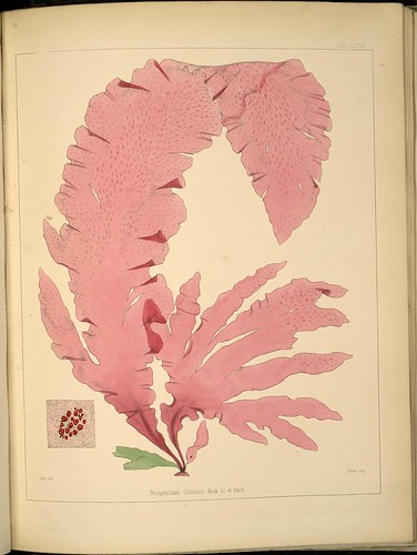 Antarctic botanical specimen - Nitophyllum crozieri