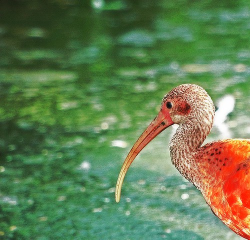 Red Ibis
