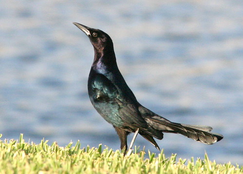 Boat-tailed Grackle Displaying 20081105