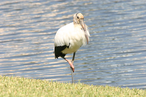 Wood Stork Resting Right Leg 20081122