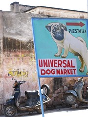Universal dog market sign - Jaipur, India