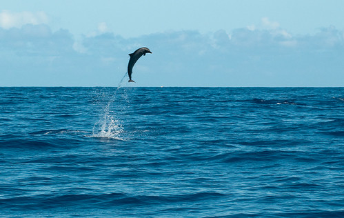 Spotted Dolphin Leap